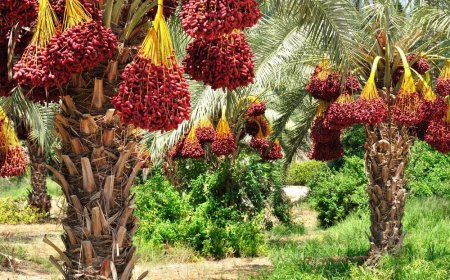 نحوه کاشت نخل