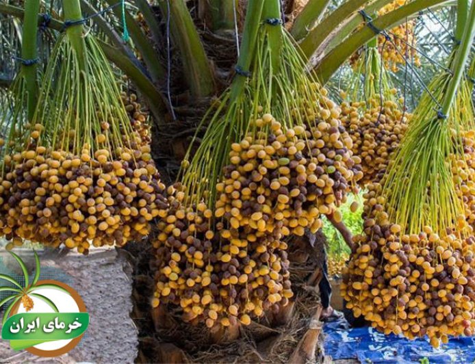 خرمای گنتار