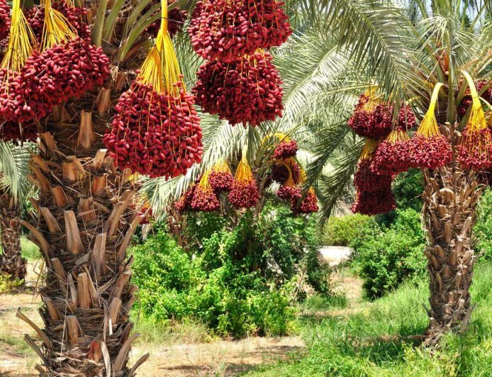 نحوه کاشت نخل